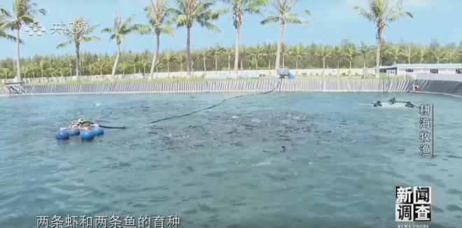 央視《新聞?wù){(diào)查》重磅聚焦，湛江水產(chǎn)養(yǎng)殖“游”向深遠(yuǎn)海