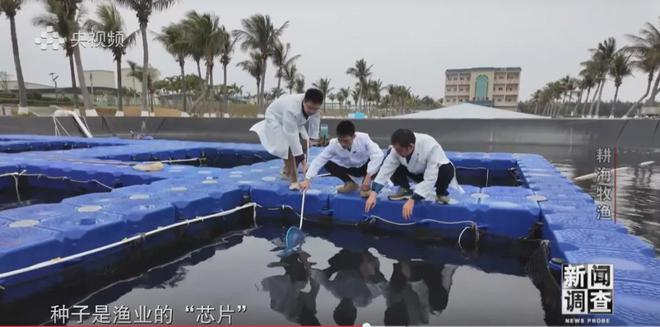 央視《新聞?wù){(diào)查》重磅聚焦，湛江水產(chǎn)養(yǎng)殖“游”向深遠(yuǎn)海