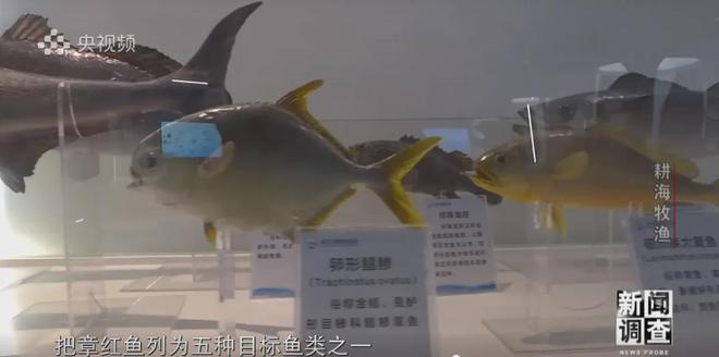 央視《新聞?wù){(diào)查》重磅聚焦，湛江水產(chǎn)養(yǎng)殖“游”向深遠(yuǎn)海