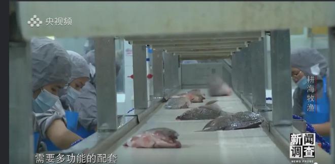 央視《新聞?wù){(diào)查》重磅聚焦，湛江水產(chǎn)養(yǎng)殖“游”向深遠(yuǎn)海